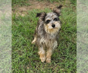 Mutt Dogs for adoption in Cranston, RI, USA
