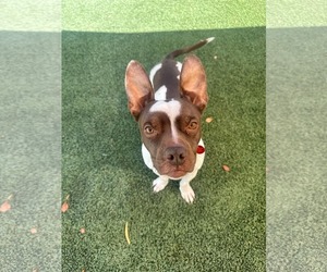 Mutt Dogs for adoption in Tempe , AZ, USA