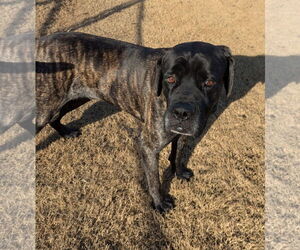 Mastiff Dogs for adoption in Edmond, OK, USA