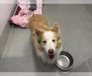 Medium Photo #1 Border Collie Puppy For Sale in Fort Collins, CO, USA
