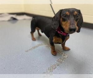 Dachshund-Unknown Mix Dogs for adoption in Denver, CO, USA