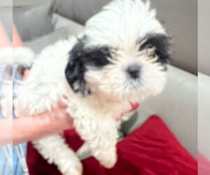 Shih Tzu Dogs for adoption in Oakland Park, FL, USA