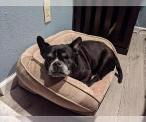 American Staffordshire Terrier-French Bulldog Mix Dogs for adoption in Huntington Beach, CA, USA