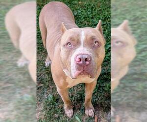 Mastiff-Unknown Mix Dogs for adoption in Akron, OH, USA