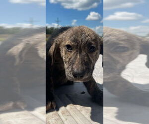 Catahoula Leopard Dog-Unknown Mix Dogs for adoption in Bolivar, MO, USA