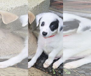 Mutt Dogs for adoption in NYC, NY, USA