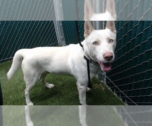 Siberian Husky Dogs for adoption in Downey, CA, USA