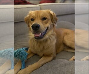 Retriever -Unknown Mix Dogs for adoption in Spotsylvania, VA, USA