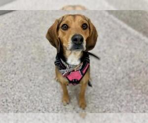 Beagle Dogs for adoption in Brighton, CO, USA