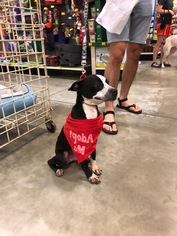 Buggs Dogs for adoption in Fredericksburg, VA, USA