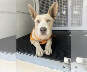 American Pit Bull Terrier-German Shepherd Dog Mix Dogs for adoption in San Bernardino, CA, USA