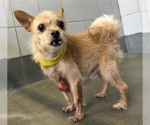 Mutt Dogs for adoption in San Antonio, TX, USA