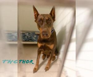 Doberman Pinscher Dogs for adoption in Sanford, FL, USA