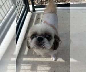 Shih Tzu Dogs for adoption in Oak Bluffs, MA, USA