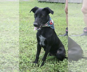 Labrador Retriever-Unknown Mix Dogs for adoption in Abbeville, LA, USA