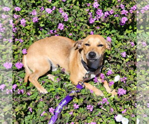 Chiweenie Dogs for adoption in Fresno, CA, USA