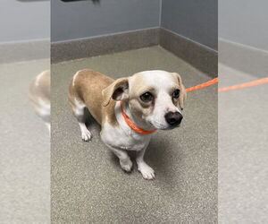 Chihuahua-Unknown Mix Dogs for adoption in Las Vegas, NV, USA