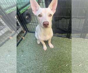 Mutt Dogs for adoption in Tempe , AZ, USA