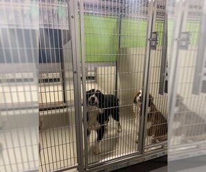 Australian Shepherd Dogs for adoption in Bakersfield, CA, USA