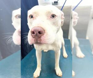 Bulldog Dogs for adoption in Mobile, AL, USA