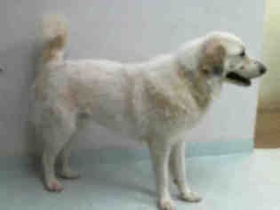 Great Pyrenees Dogs for adoption in Pasadena, TX, USA