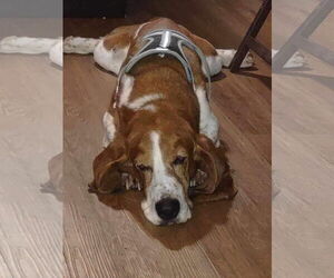 Basset Hound Dogs for adoption in Brookville, OH, USA