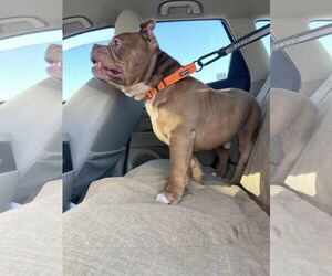 American Staffordshire Terrier-Bulldog Mix Dogs for adoption in Uwchlan, PA, USA