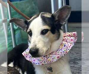 Mutt Dogs for adoption in Calgary, Alberta, Canada