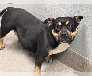 American Pit Bull Terrier-Unknown Mix Dogs for adoption in Las Vegas, NV, USA