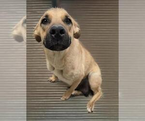 German Shepherd Dog-Unknown Mix Dogs for adoption in HESPERIA, CA, USA