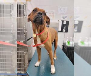 Boxer Dogs for adoption in Mobile, AL, USA