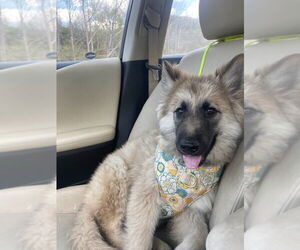 German Shepherd Dog-Unknown Mix Dogs for adoption in Brewster, NY, USA