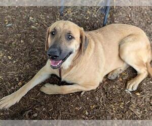 Labrador Retriever-Unknown Mix Dogs for adoption in Visalia, CA, USA