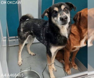 Siberian Husky Dogs for adoption in Oklahoma City, OK, USA