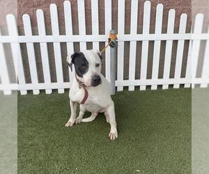 American Pit Bull Terrier Dogs for adoption in Modesto, CA, USA