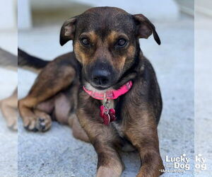 Labrador Retriever-Retriever Mix Dogs for adoption in Washington, DC, USA