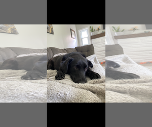 Sheprador Dogs for adoption in Cuyahoga Falls , OH, USA
