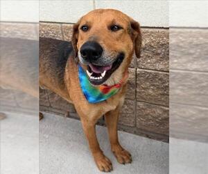 German Shepherd Dog-Unknown Mix Dogs for adoption in Tulsa, OK, USA