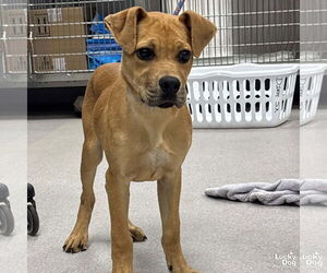 Labrador Retriever-Retriever Mix Dogs for adoption in Washington, DC, USA