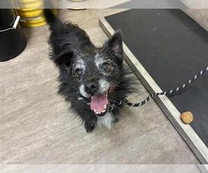 Mutt Dogs for adoption in Pasadena, CA, USA