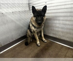 Akita-Unknown Mix Dogs for adoption in San Bernardino, CA, USA