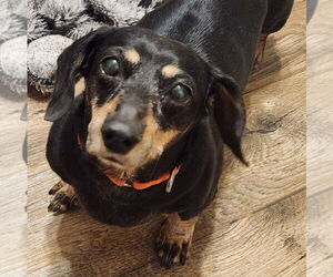 Dachshund Dogs for adoption in Walnutport, PA, USA