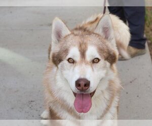 Alusky Dogs for adoption in Martinez, CA, USA