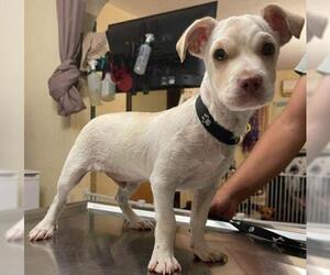 Chinese Shar-Pei-Spaniel Mix Dogs for adoption in El Cajon, CA, USA