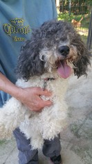 Maltipoo Dogs for adoption in Chatham, VA, USA