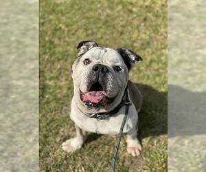 American Bulldog Dogs for adoption in Fort Lauderdale, FL, USA