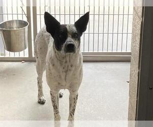 Mutt Dogs for adoption in Orange, CA, USA