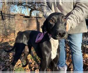 Greyhound Dogs for adoption in Cherry Hill, NJ, USA