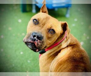 Labrador Retriever-Unknown Mix Dogs for adoption in Orlando, FL, USA