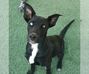 Huskies -Labrador Retriever Mix Dogs for adoption in Rockwall, TX, USA